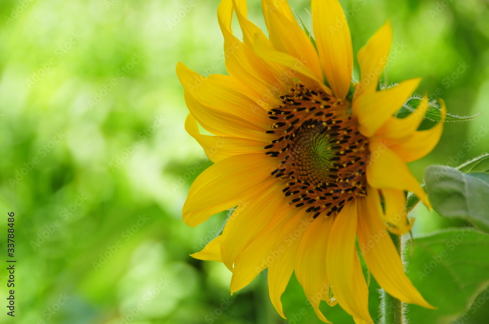 sunflower sunflower