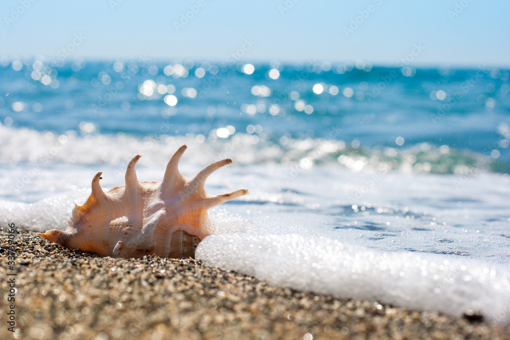 seashell on the sand of seashore seashell on the sand of seashore