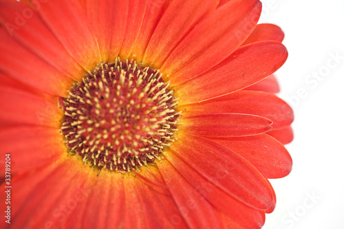 Spring daisie on the white background