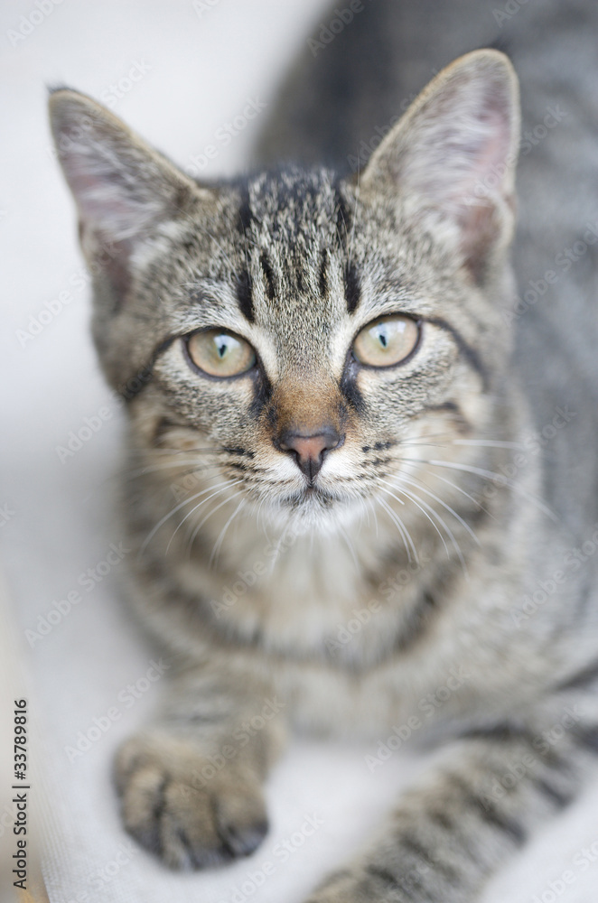 Obraz premium 見つめる猫