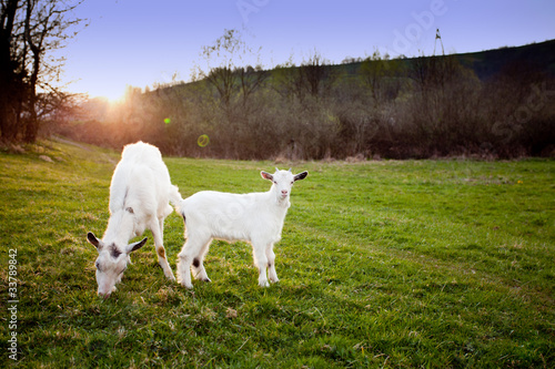 Goat and goatling © oksix