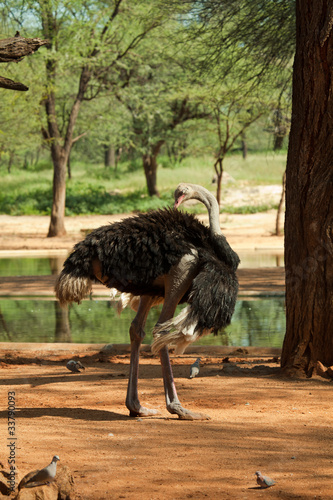 Strauß Afrika photo