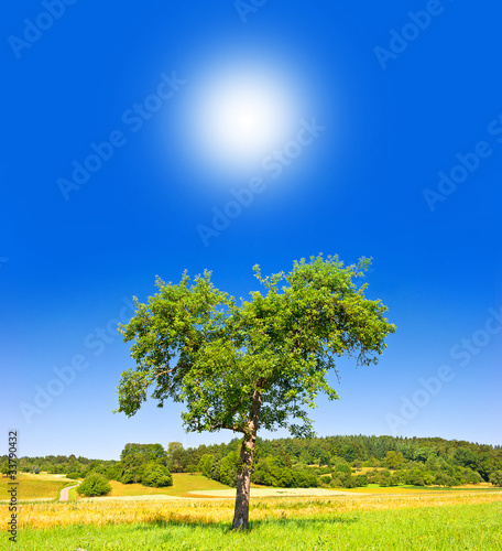 green tree on sunny blue sky