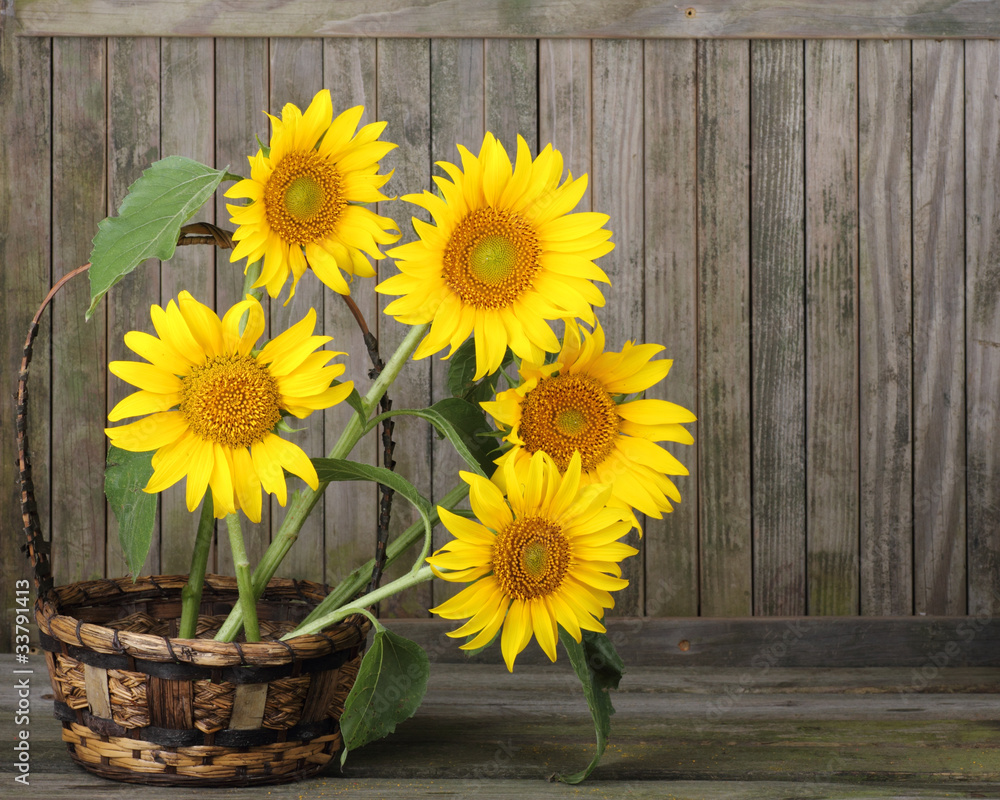 Obraz premium Sunflowers, Helianthus annuus
