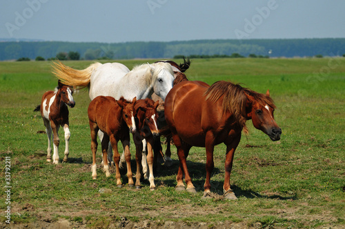 Horses on pasture © predrag1