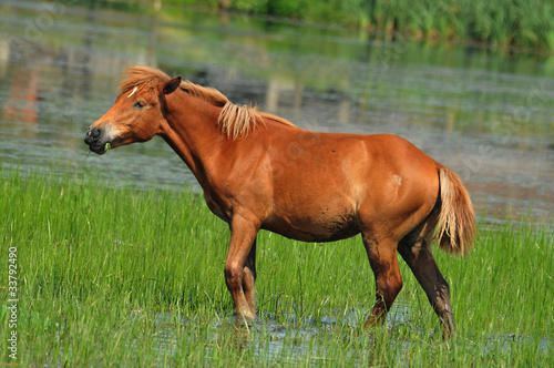 the horses watering hole