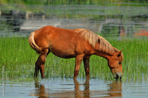 the horses watering hole
