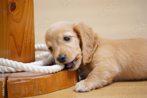 いたずら仔犬