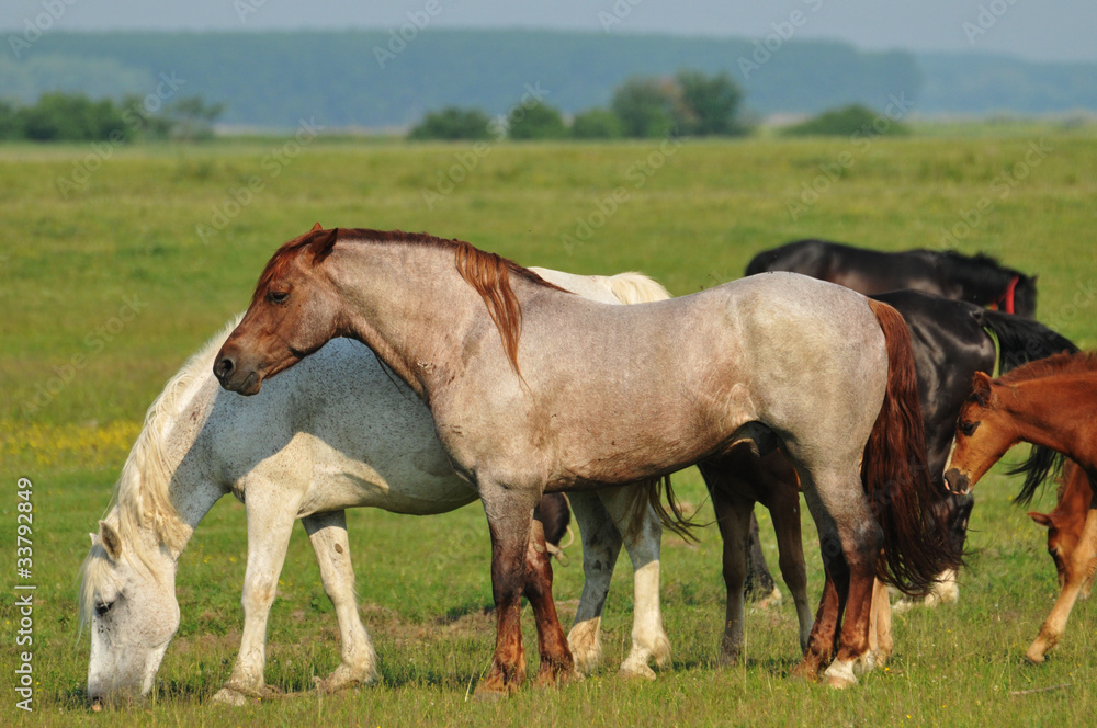 Fototapeta premium Horses on pasture