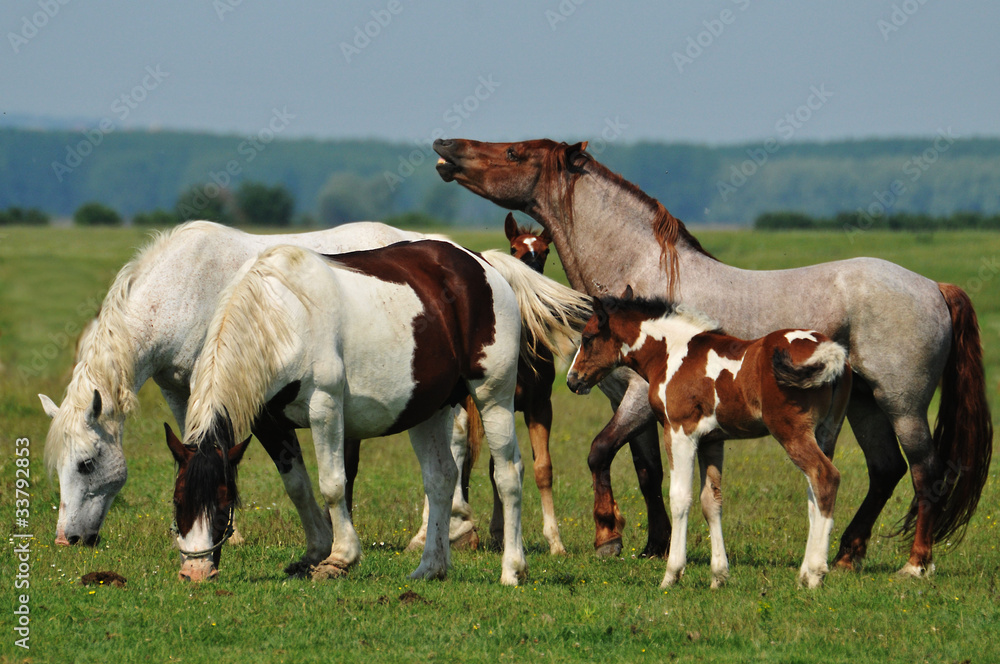 Horses on pasture Horses on pasture