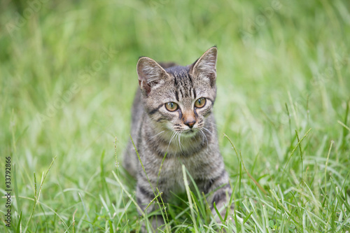 Wallpaper Mural 草原の猫 Torontodigital.ca