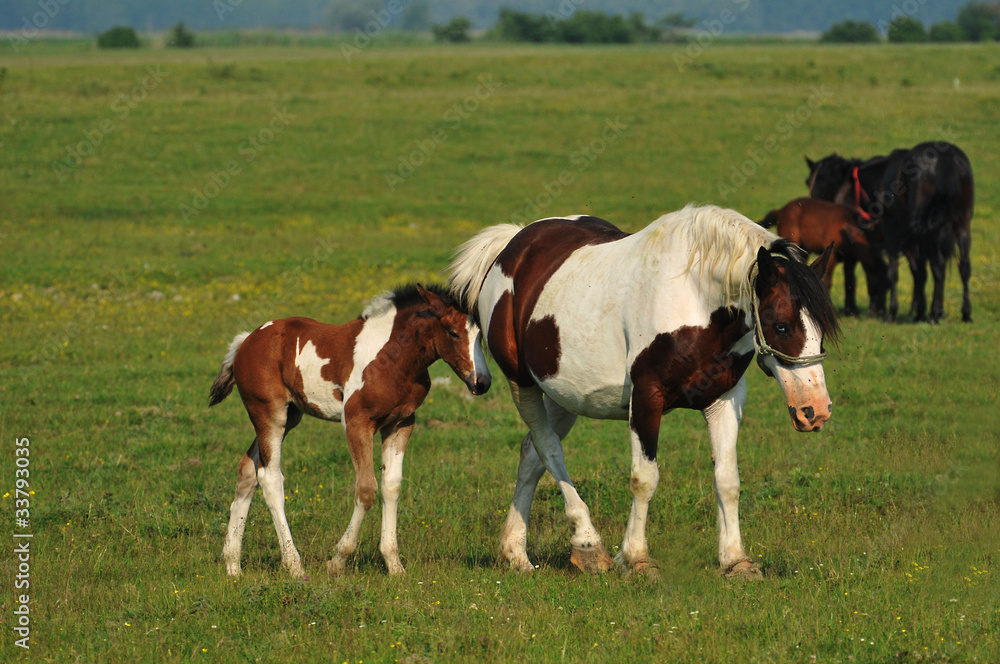 Mare and foal in pasture Mare and foal in pasture