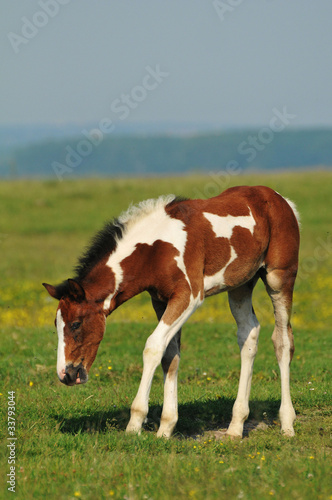 Foal in the meadow © predrag1