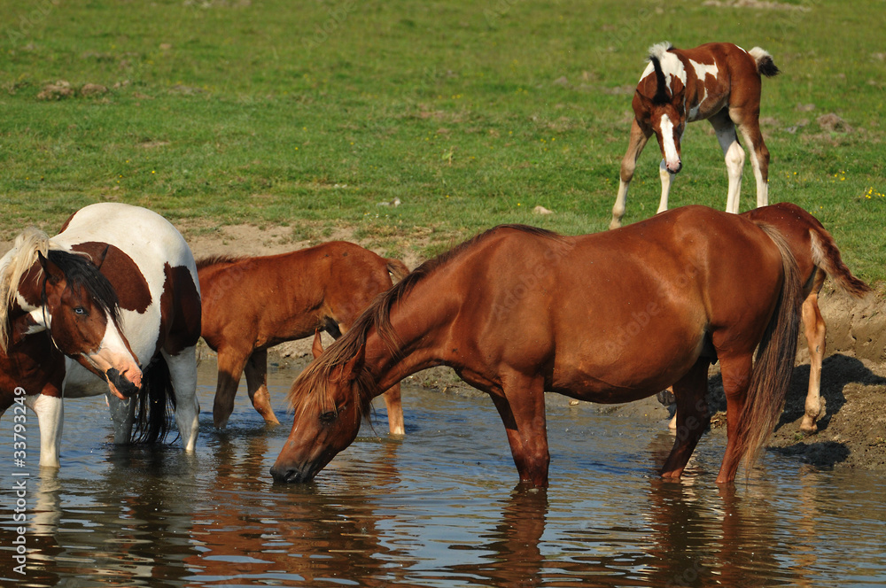 Obraz premium horses on the watering hole