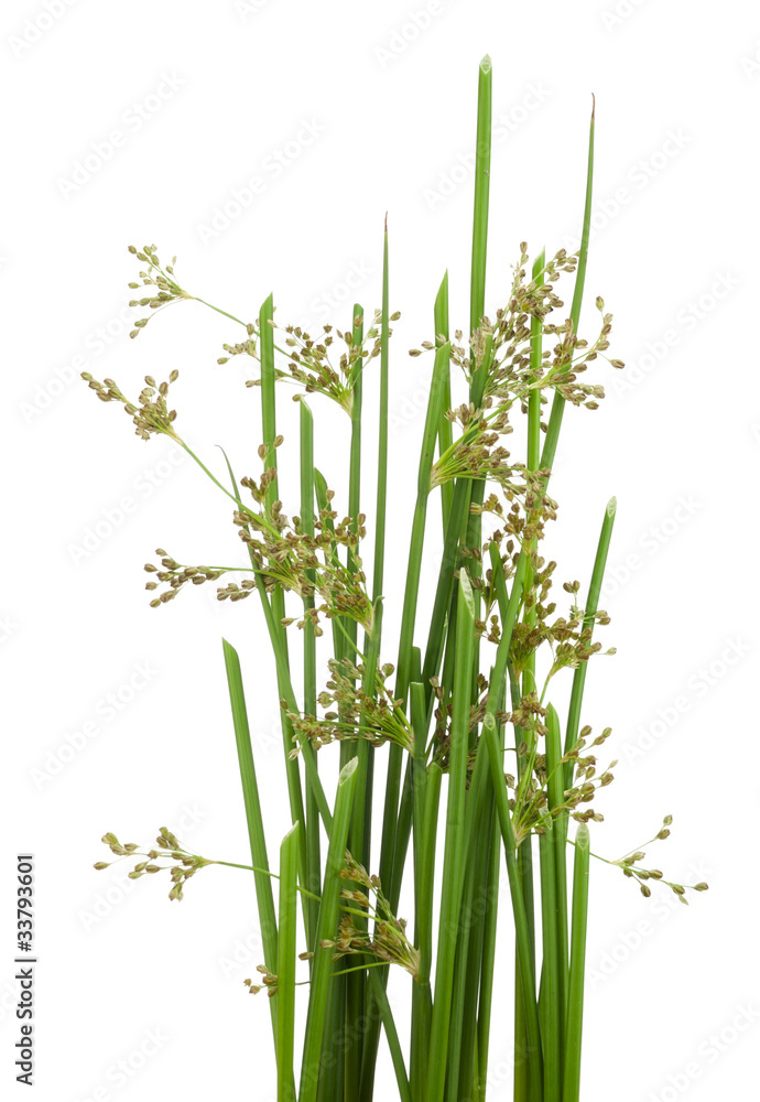 Fototapeta premium Green grass in Japanese style
