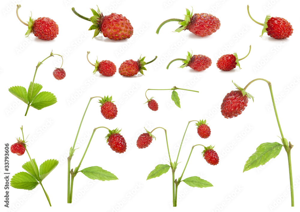 Red strawberry berries and bushes set Red strawberry berries and bushes set