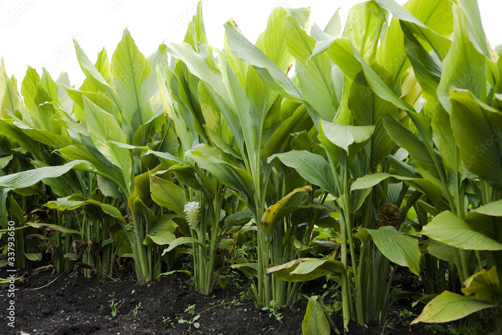 Naklejka premium ウコン