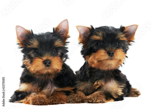 One Yorkshire Terrier  of three month  puppy dog