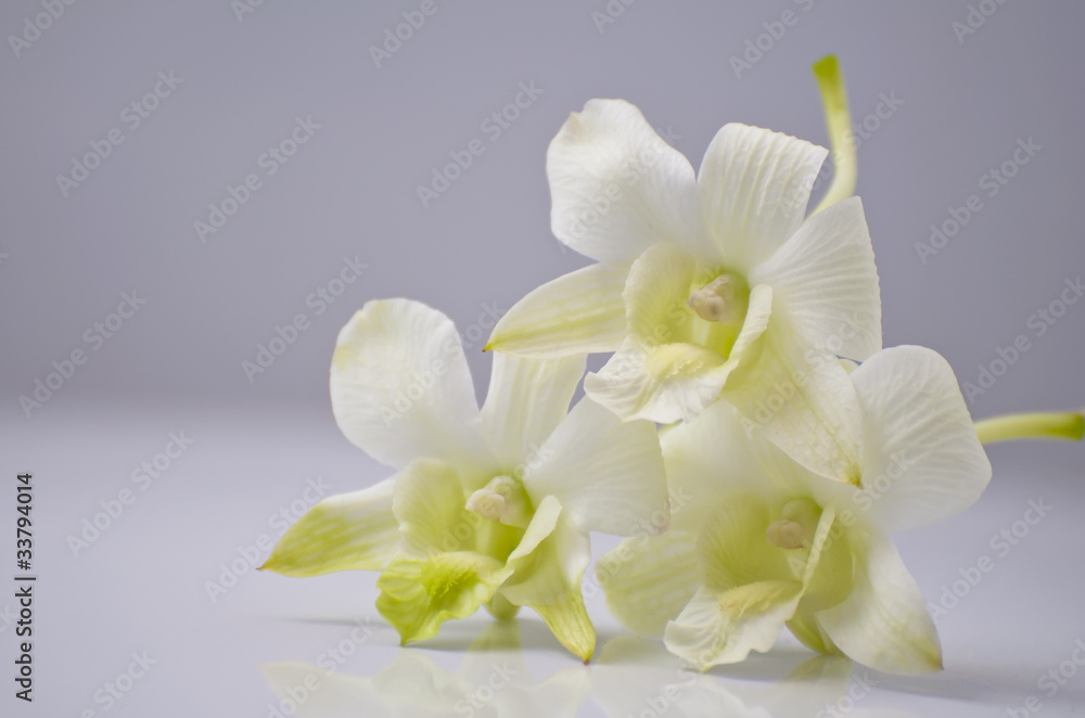 Нежные цветки орхтдеи на светлом фоне
