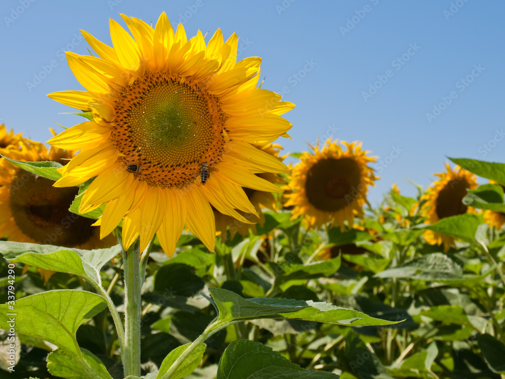 sunflower background