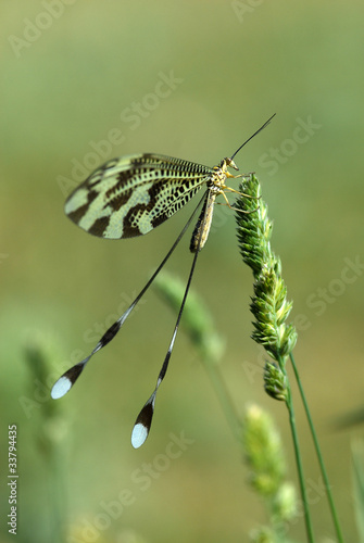 Nemóptera en el campo photo