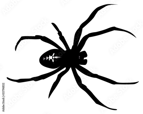 black silhouette of a spider