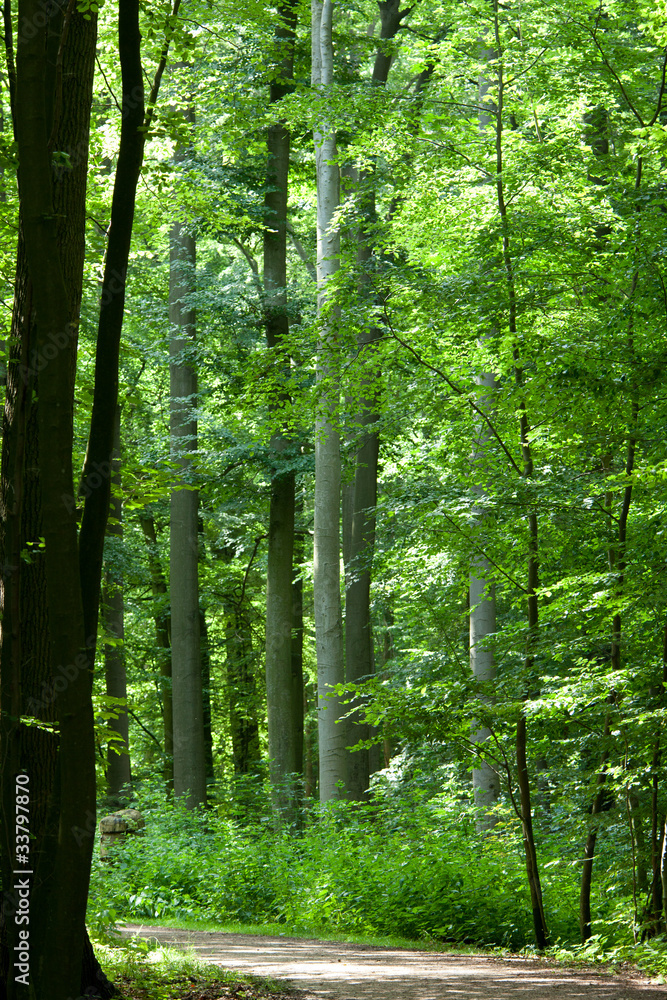 Obraz premium Buchen