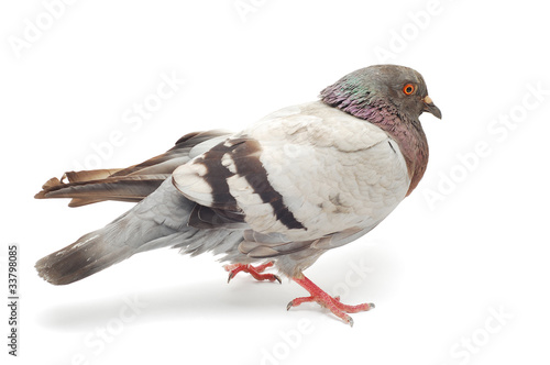 pigeon