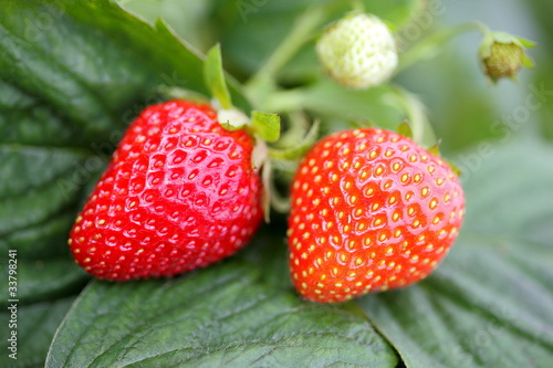 Fresh strawberries ripening in the garden