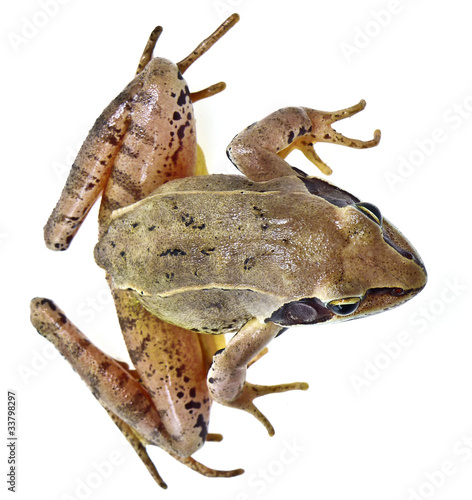 frog Rana temporaria isolated on white background