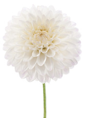 Keuken achterwand Dahlia Gele dahlia in zonnige tuin  © _Vilor