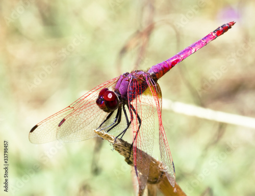 a closeup of a red dragonfly