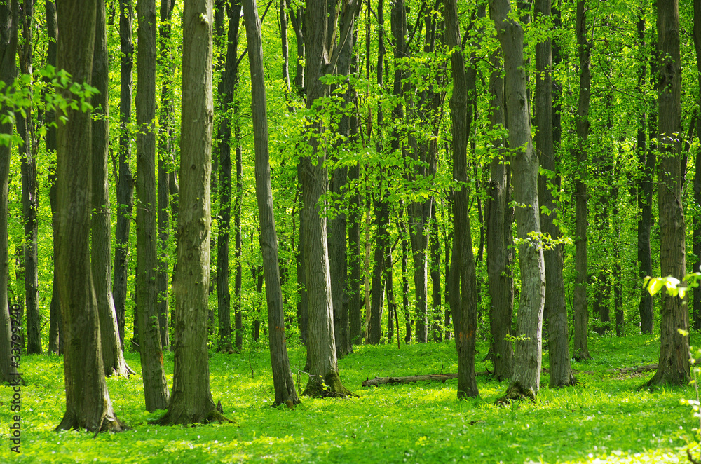 Obraz premium forest