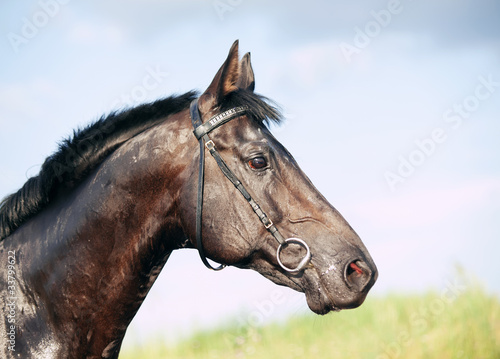 portrait of nice black stallion