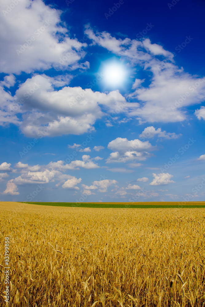 Wheat field