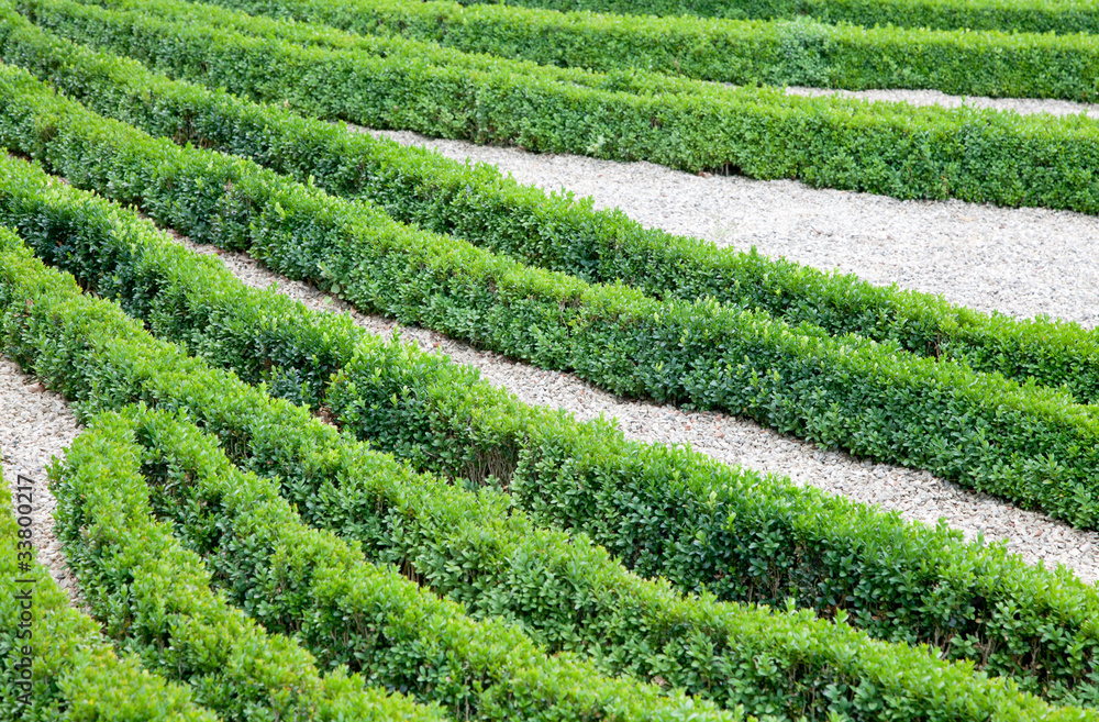 Gartenanlage mit Buchs Gartenanlage mit Buchs