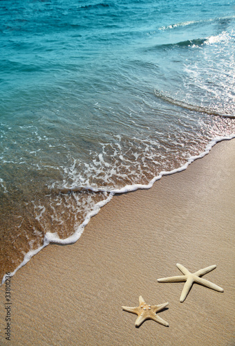 starfish on a beach sand