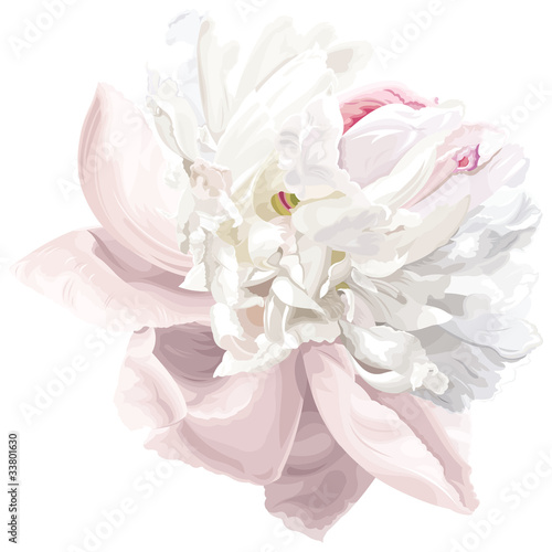White peony flower