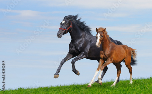 Black mare and sorrel foal gallop