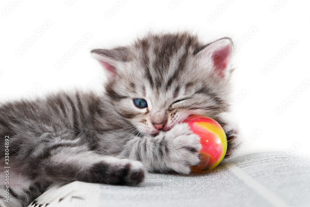 Fototapeta premium Kitten plays with a ball on a book - isolated on white