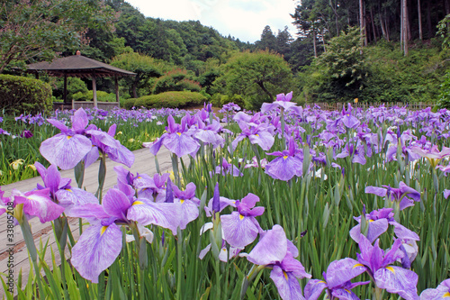 Fototapeta Naklejka Na Ścianę i Meble -  花ショウブ咲く初夏の庭園