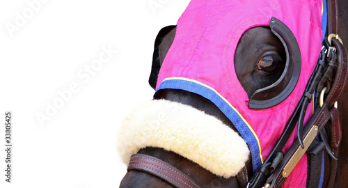 Face of a Racehorse