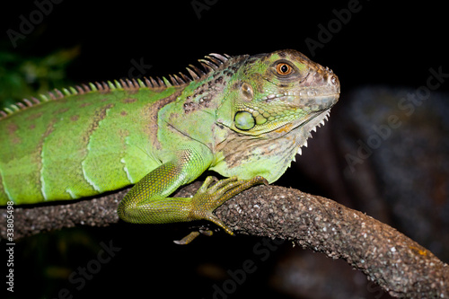 Iguana on  dark background © Vadim Hnidash