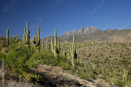 Phoenix Arizona Landscape © desertsolitaire