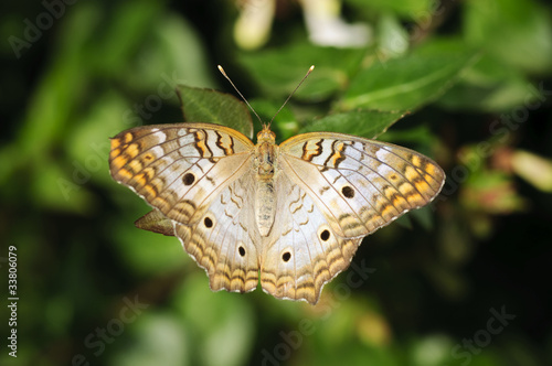 Beautiful butterfly. (BUCKEYE, Junonia coenia) #33806079