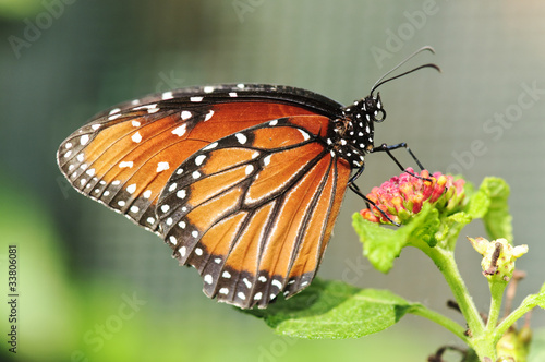 beautiful butterfly on flower. (MONARCH) #33806081