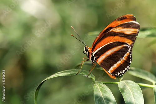 beautiful butterfly. (BANDED ORANGE LONG WING) #33806083