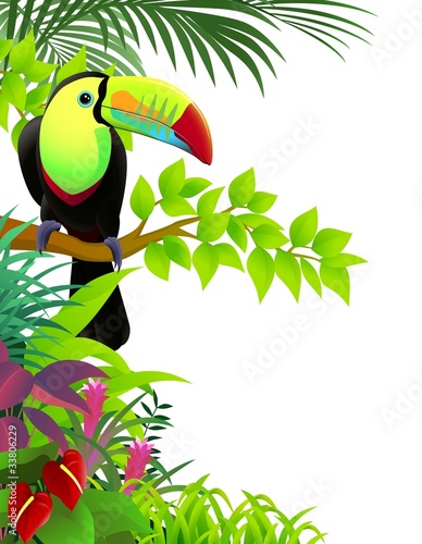 toucan bird in the jungle