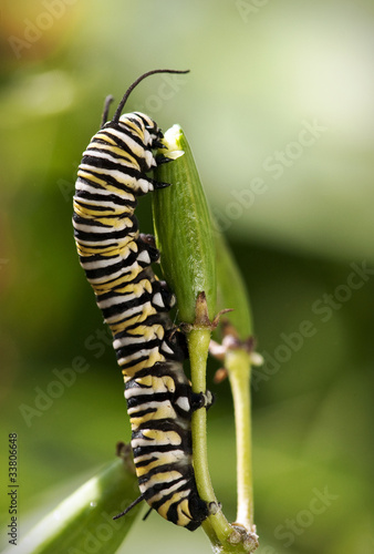 Monarch Butterfly Caterpillar