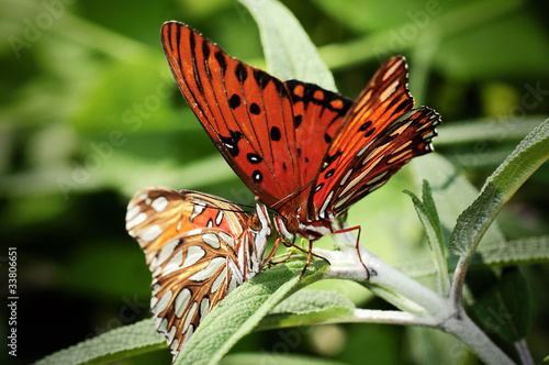 beautiful butterfly on flower #33806651
